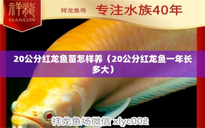 20公分紅龍魚苗怎樣養(yǎng)（20公分紅龍魚一年長多大）