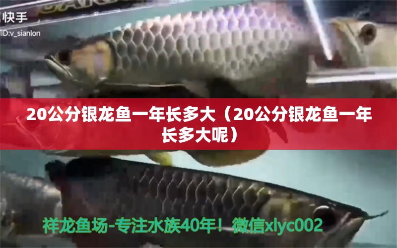 20公分銀龍魚一年長(zhǎng)多大（20公分銀龍魚一年長(zhǎng)多大呢） 銀龍魚