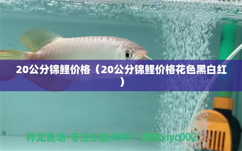 20公分錦鯉價格（20公分錦鯉價格花色黑白紅） 紅龍魚魚糧飼料