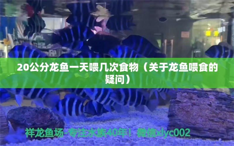 20公分龍魚一天喂幾次食物（關(guān)于龍魚喂食的疑問） 水族問答 第2張