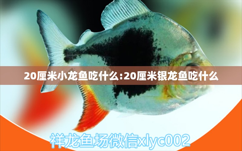 20厘米小龍魚(yú)吃什么:20厘米銀龍魚(yú)吃什么 銀龍魚(yú)百科 第1張