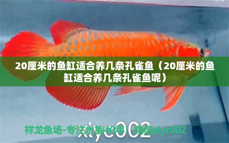 20厘米的魚缸適合養(yǎng)幾條孔雀魚（20厘米的魚缸適合養(yǎng)幾條孔雀魚呢） 其他品牌魚缸