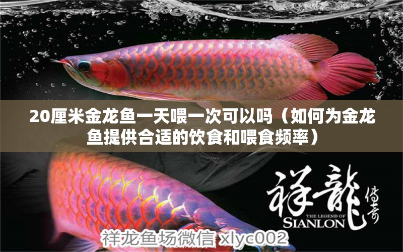 20厘米金龍魚一天喂一次可以嗎（如何為金龍魚提供合適的飲食和喂食頻率） 水族問答 第1張