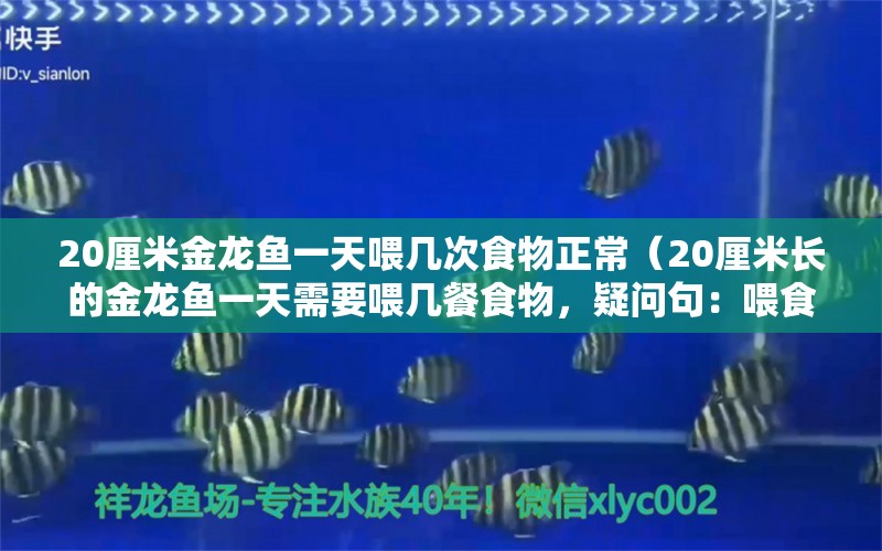 20厘米金龍魚一天喂幾次食物正常（20厘米長(zhǎng)的金龍魚一天需要喂幾餐食物，疑問句：喂食過多可能導(dǎo)致） 水族問答 第2張