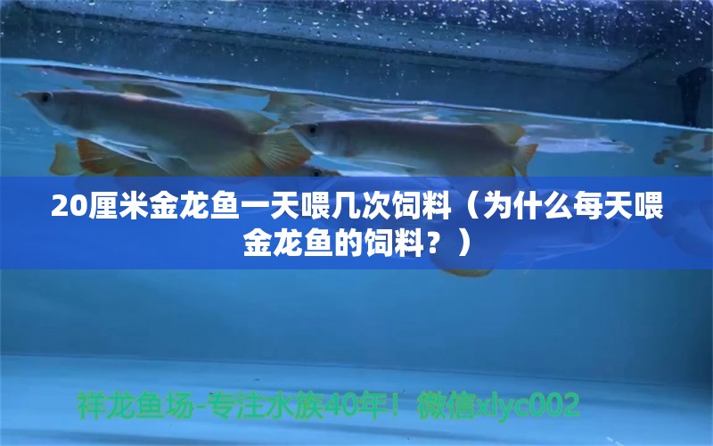 20厘米金龍魚一天喂幾次飼料（為什么每天喂金龍魚的飼料？） 水族問(wèn)答 第1張