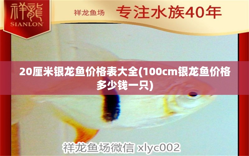 20厘米銀龍魚(yú)價(jià)格表大全(100cm銀龍魚(yú)價(jià)格多少錢(qián)一只)