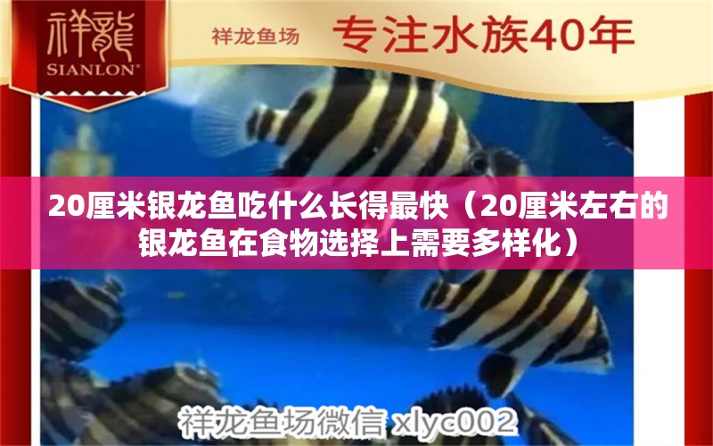 20厘米銀龍魚吃什么長得最快（20厘米左右的銀龍魚在食物選擇上需要多樣化） 水族問答 第2張