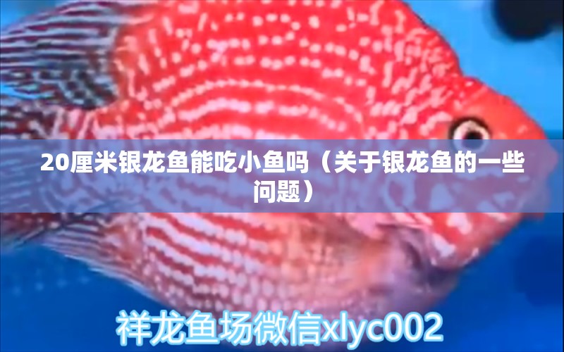 20厘米銀龍魚能吃小魚嗎（關(guān)于銀龍魚的一些問題） 水族問答 第2張