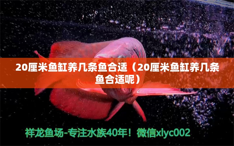 20厘米魚缸養(yǎng)幾條魚合適（20厘米魚缸養(yǎng)幾條魚合適呢）