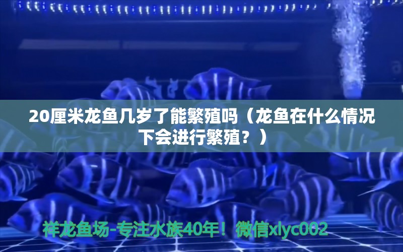 20厘米龍魚幾歲了能繁殖嗎（龍魚在什么情況下會(huì)進(jìn)行繁殖？） 水族問(wèn)答 第2張