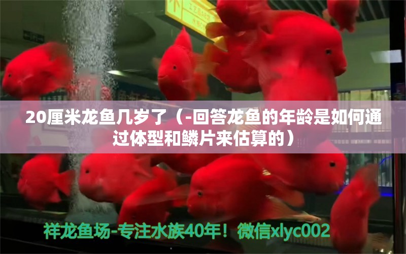 20厘米龍魚幾歲了（-回答龍魚的年齡是如何通過體型和鱗片來估算的） 水族問答 第2張