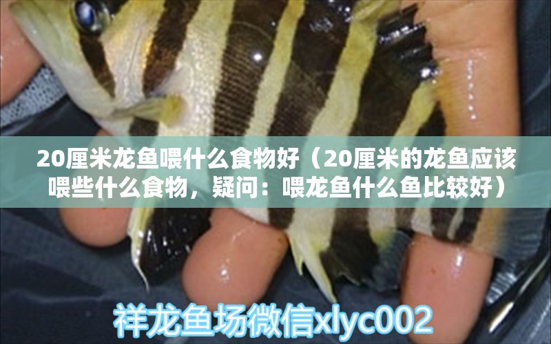 20厘米龍魚喂什么食物好（20厘米的龍魚應(yīng)該喂些什么食物，疑問：喂龍魚什么魚比較好） 水族問答 第2張