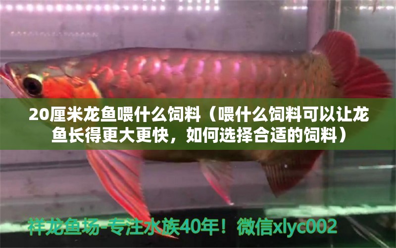 20厘米龍魚喂什么飼料（喂什么飼料可以讓龍魚長(zhǎng)得更大更快，如何選擇合適的飼料） 水族問(wèn)答 第1張