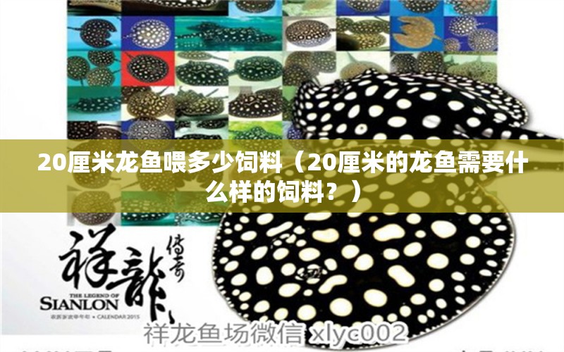 20厘米龍魚喂多少飼料（20厘米的龍魚需要什么樣的飼料？） 水族問答 第2張