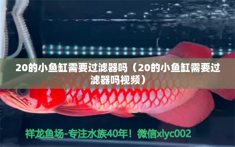 20的小魚缸需要過濾器嗎（20的小魚缸需要過濾器嗎視頻） 水族世界