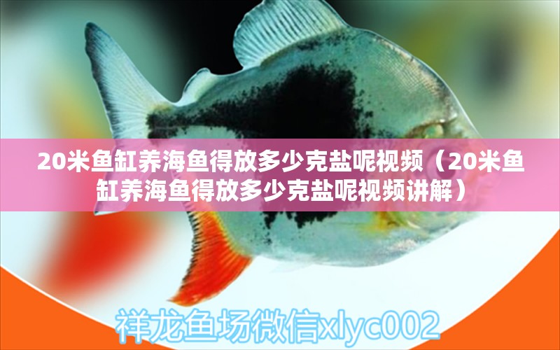 20米魚缸養(yǎng)海魚得放多少克鹽呢視頻（20米魚缸養(yǎng)海魚得放多少克鹽呢視頻講解）