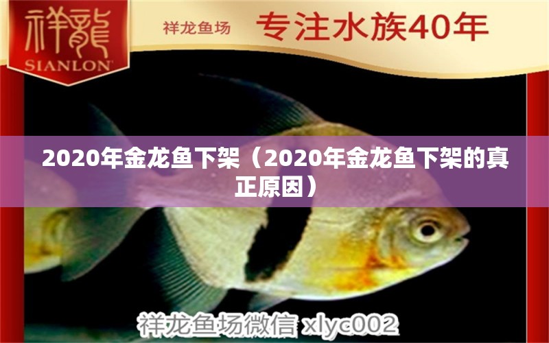 2020年金龍魚下架（2020年金龍魚下架的真正原因）