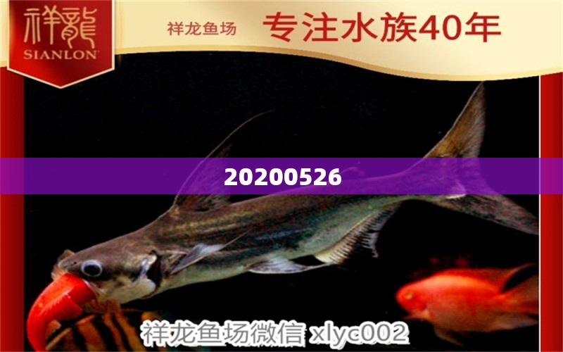 20200526 泰龐海鰱魚(yú)