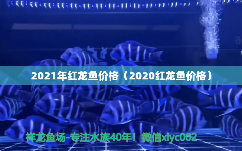 2021年紅龍魚(yú)價(jià)格（2020紅龍魚(yú)價(jià)格）