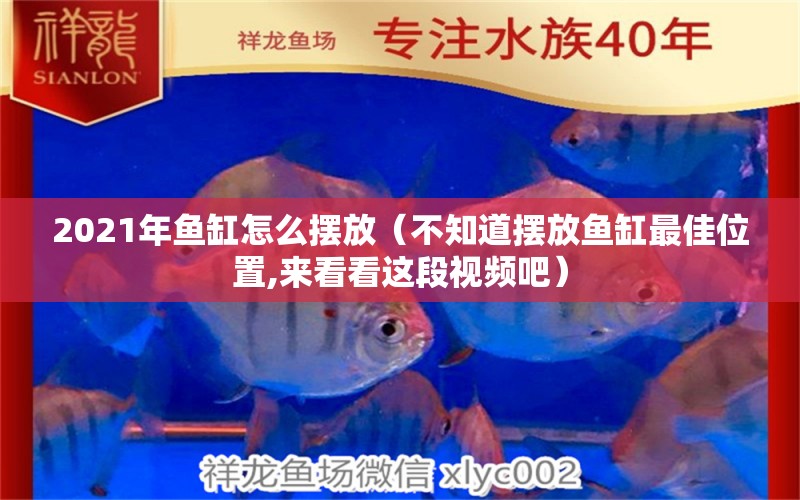 2021年魚缸怎么擺放（不知道擺放魚缸最佳位置,來看看這段視頻吧） 祥龍水族醫(yī)院