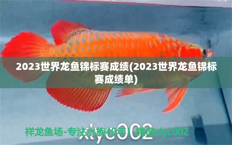 2023世界龍魚錦標賽成績(2023世界龍魚錦標賽成績單)