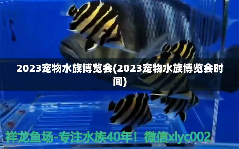 2023寵物水族博覽會(2023寵物水族博覽會時間) 蘇虎苗（蘇門答臘虎魚苗） 第1張