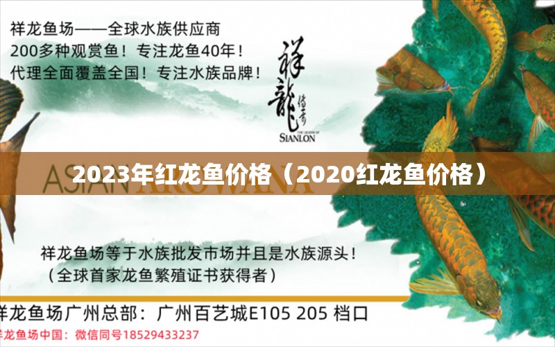 2023年紅龍魚價(jià)格（2020紅龍魚價(jià)格） 印尼紅龍魚