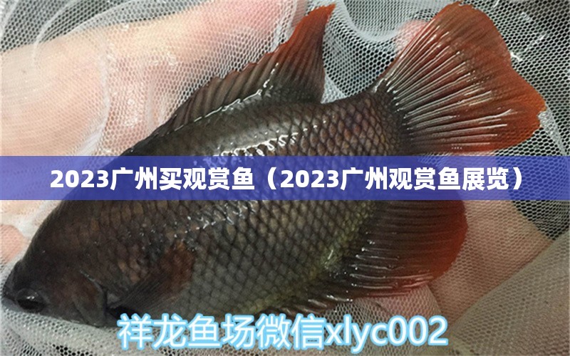 2023廣州買(mǎi)觀賞魚(yú)（2023廣州觀賞魚(yú)展覽）