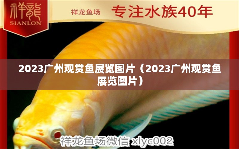 2023廣州觀賞魚(yú)展覽圖片（2023廣州觀賞魚(yú)展覽圖片）