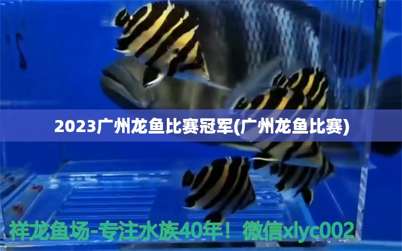 2023廣州龍魚比賽冠軍(廣州龍魚比賽) 大嘴鯨魚