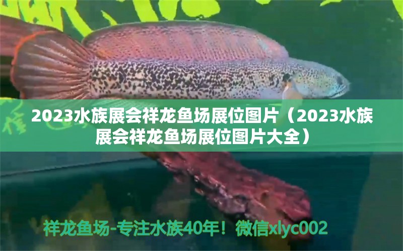 2023水族展會(huì)祥龍魚(yú)場(chǎng)展位圖片（2023水族展會(huì)祥龍魚(yú)場(chǎng)展位圖片大全） 水族展會(huì)