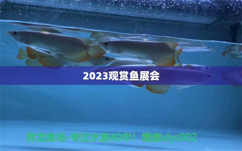 2023觀賞魚展會