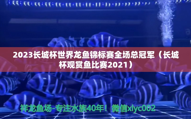 2023長城杯世界龍魚錦標(biāo)賽全場總冠軍（長城杯觀賞魚比賽2021）