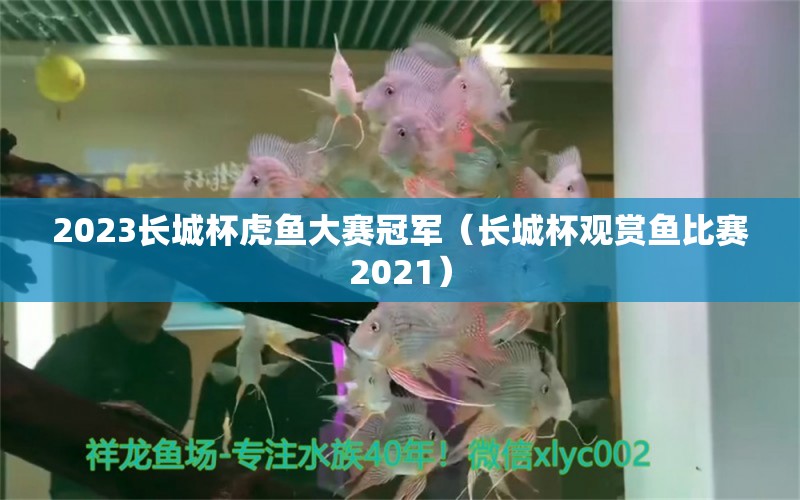 2023長城杯虎魚大賽冠軍（長城杯觀賞魚比賽2021）