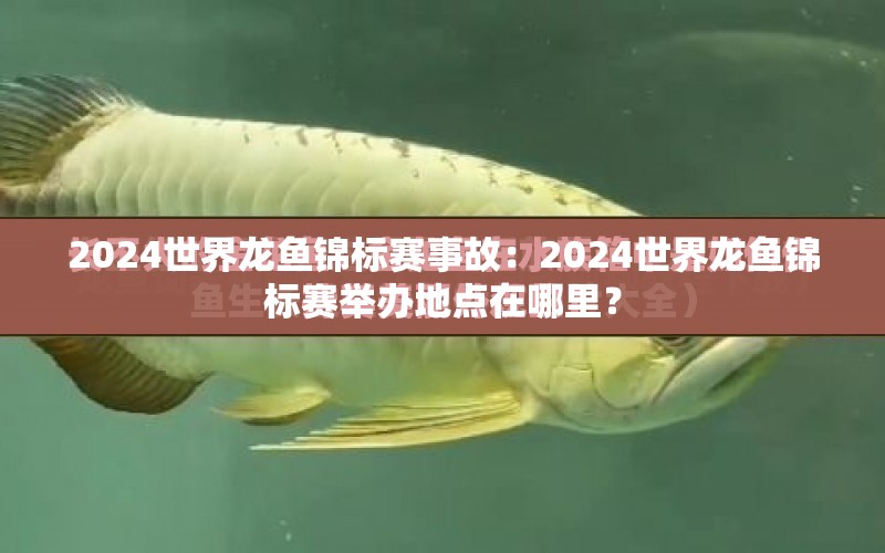 2024世界龍魚錦標(biāo)賽事故：2024世界龍魚錦標(biāo)賽舉辦地點(diǎn)在哪里？ 水族問(wèn)答 第1張