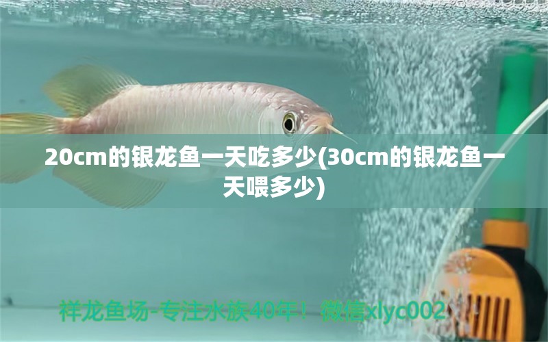 20cm的銀龍魚一天吃多少(30cm的銀龍魚一天喂多少) 銀龍魚百科 第1張