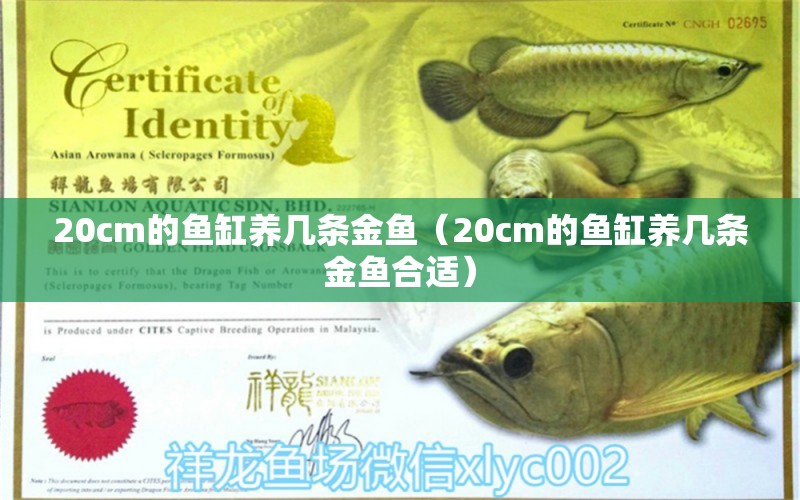 20cm的魚缸養(yǎng)幾條金魚（20cm的魚缸養(yǎng)幾條金魚合適） 其他品牌魚缸