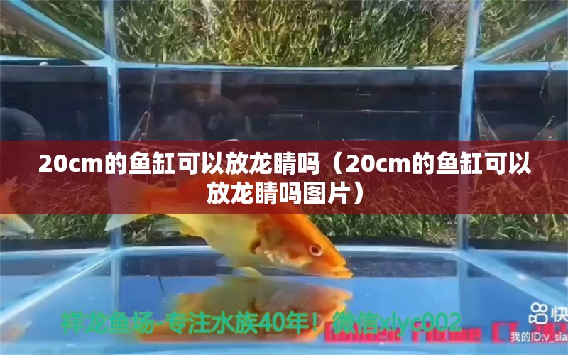 20cm的魚(yú)缸可以放龍睛嗎（20cm的魚(yú)缸可以放龍睛嗎圖片）