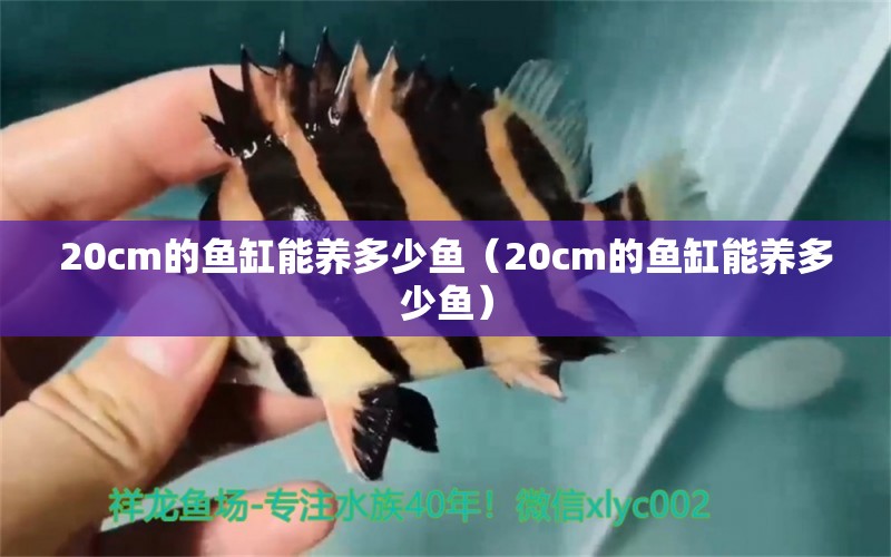 20cm的魚缸能養(yǎng)多少魚（20cm的魚缸能養(yǎng)多少魚）