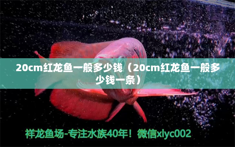 20cm紅龍魚一般多少錢（20cm紅龍魚一般多少錢一條） 印尼紅龍魚