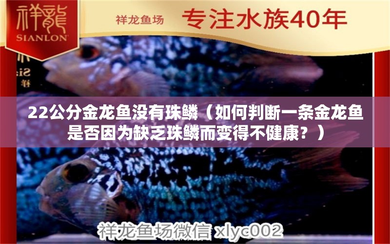 22公分金龍魚(yú)沒(méi)有珠鱗（如何判斷一條金龍魚(yú)是否因?yàn)槿狈χ轺[而變得不健康？） 水族問(wèn)答 第1張