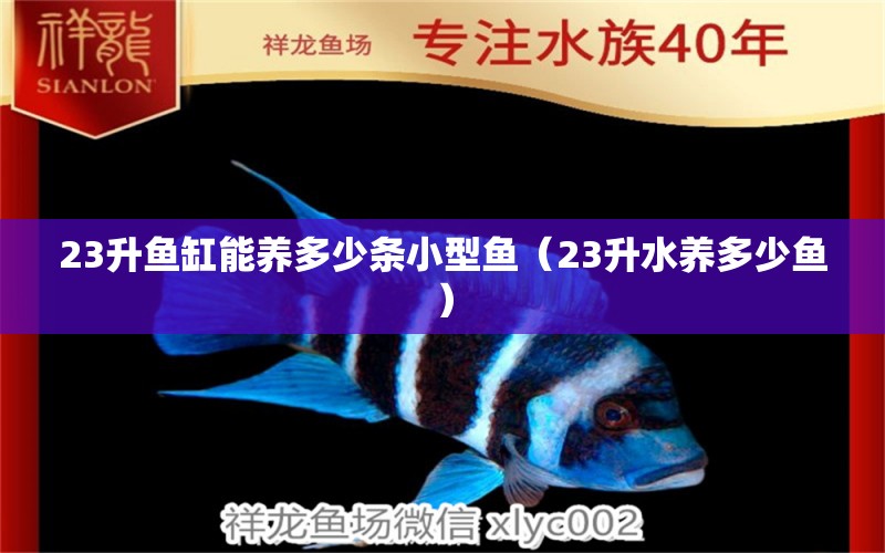 23升魚缸能養(yǎng)多少條小型魚（23升水養(yǎng)多少魚）