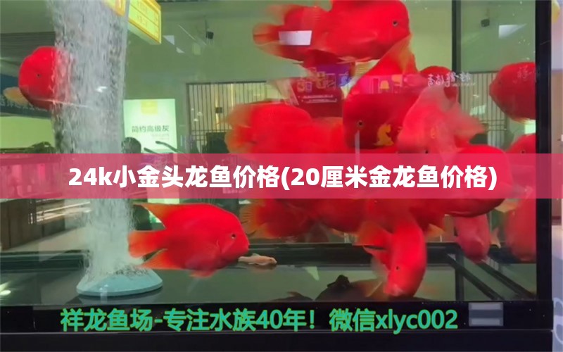 24k小金頭龍魚價(jià)格(20厘米金龍魚價(jià)格) 黑帝王魟魚