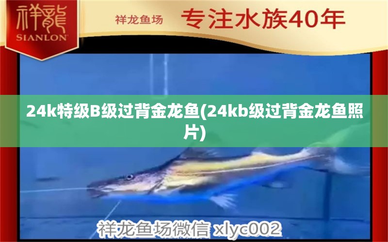 24k特級B級過背金龍魚(24kb級過背金龍魚照片)