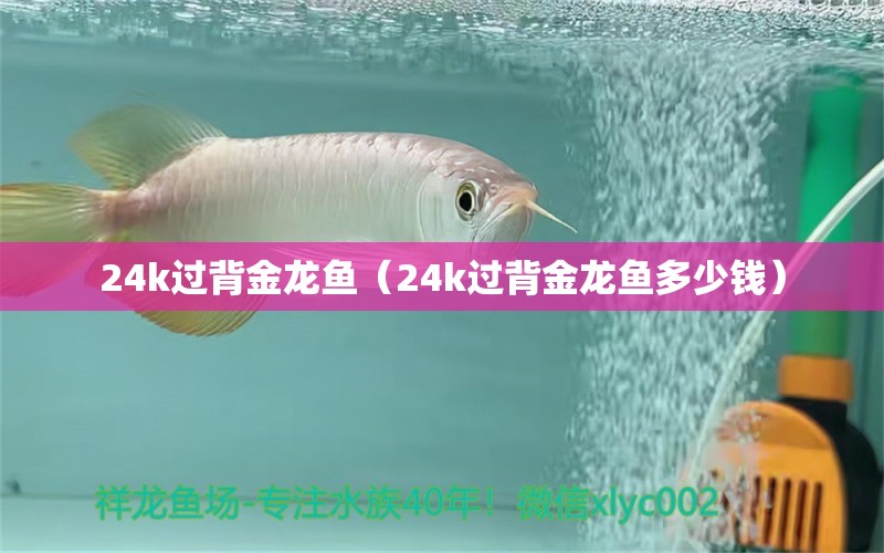 24k過背金龍魚（24k過背金龍魚多少錢） 過背金龍魚