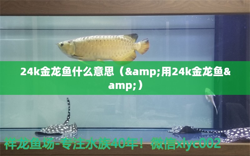 24k金龍魚(yú)什么意思（&用24k金龍魚(yú)&） 水族問(wèn)答 第1張