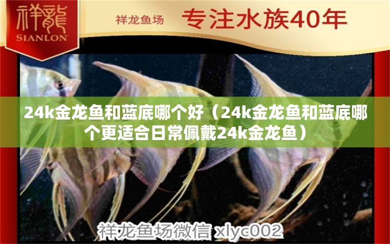 24k金龍魚和藍(lán)底哪個(gè)好（24k金龍魚和藍(lán)底哪個(gè)更適合日常佩戴24k金龍魚） 水族問答 第2張