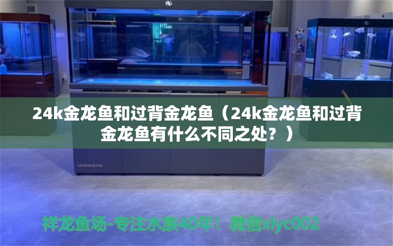 24k金龍魚和過背金龍魚（24k金龍魚和過背金龍魚有什么不同之處？） 水族問答 第1張