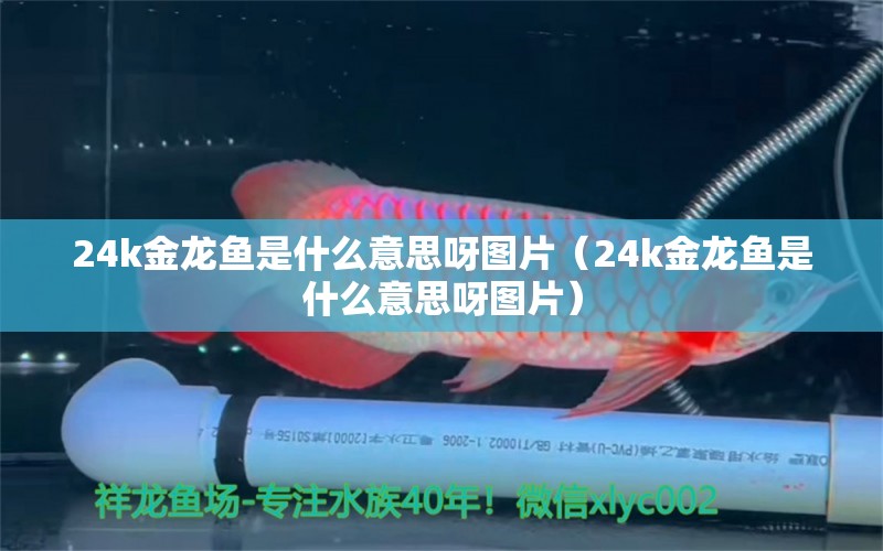 24k金龍魚(yú)是什么意思呀圖片（24k金龍魚(yú)是什么意思呀圖片）