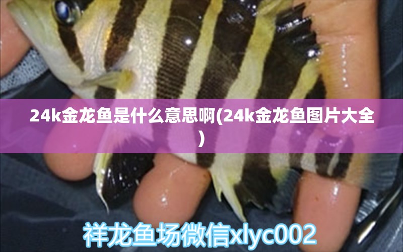 24k金龍魚是什么意思啊(24k金龍魚圖片大全) 蝴蝶鯉